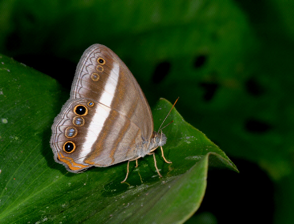 White-banded Pallid Ringlet