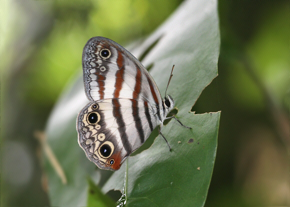 Jesia Ringlet