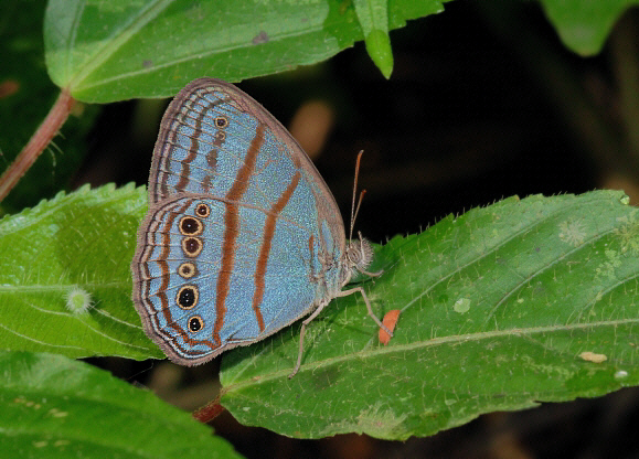 Pantiacolla Blue Ringlet