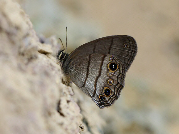 Dyar’s Ringlet