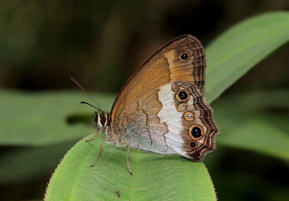 Euptychoides griphe, Otun-Quimbaya, Colombia - Adrian Hoskins