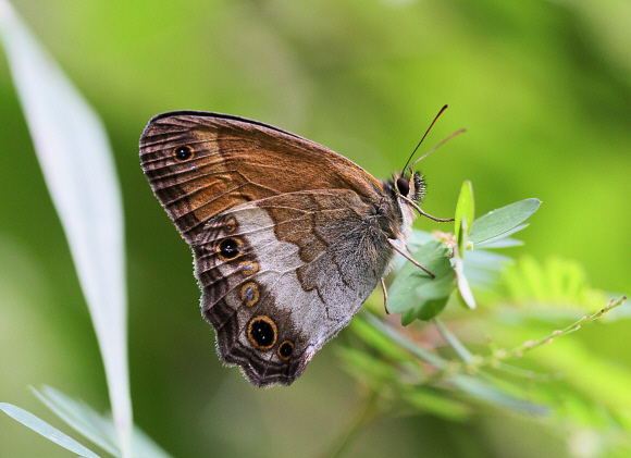 Felder’s Ringlet