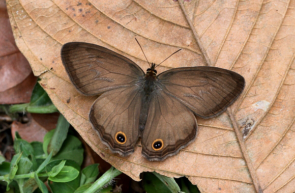 Euptychoides griphe, Otun-Quimbaya, Colombia - Adrian Hoskins