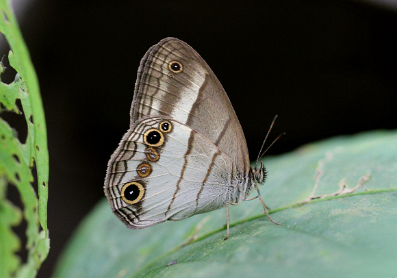 Saturnus Ringlet