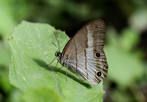 Euptychoides saturnus, Otun-Quimbaya, Colombia - Adrian Hoskins