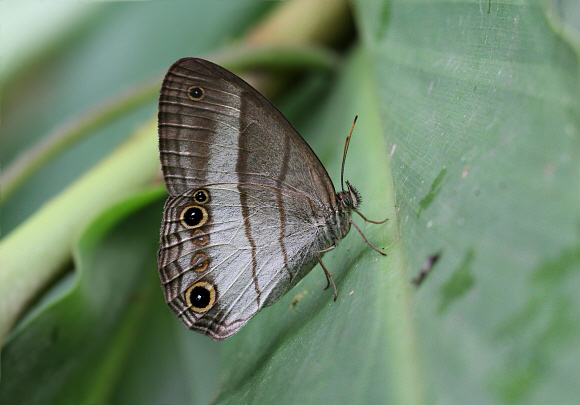 Euptychoides saturnus, Otun-Quimbaya, Colombia - Adrian Hoskins