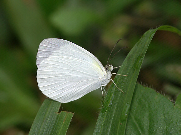 White Grass Yellow