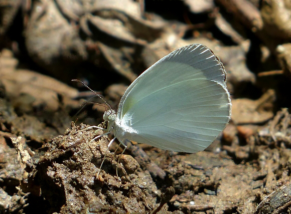 Eurema albula marginella, Tatama NP, Colombia - Peter Bygate