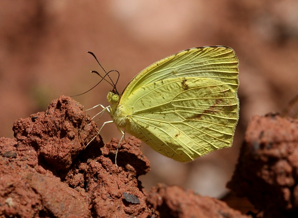 Eurema arbela, male, Catarata Bayoz, Le Merced, Peru by Peter Bruce-Jones