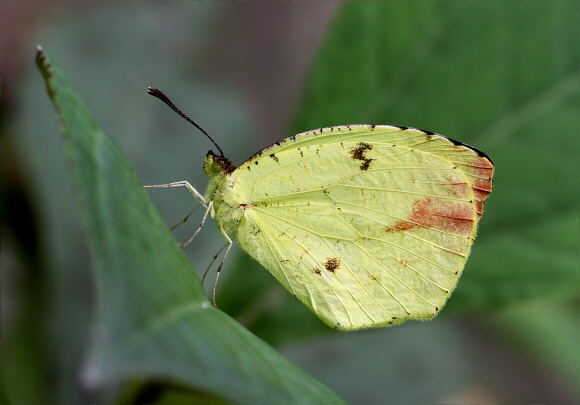 Boisduval’s Grass Yellow