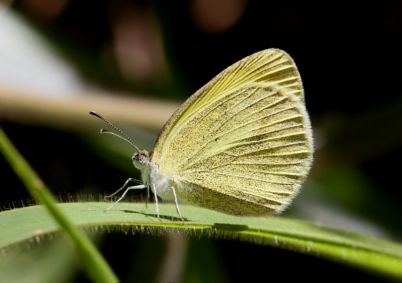 Curved-bar Grass Yellow