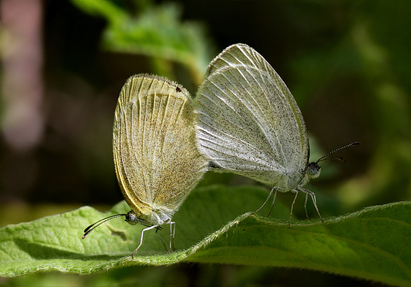 Straight-barred Grass Yellow