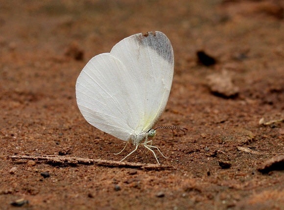 Small White Grass Yellow