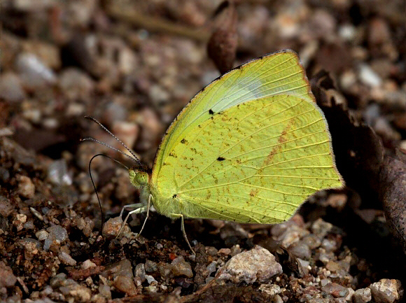 Mexican Grass Yellow