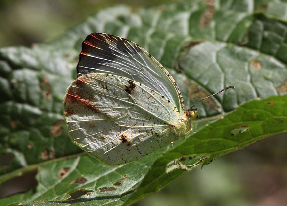 Eurema xantochlora, female, Peru – Tony Hoare