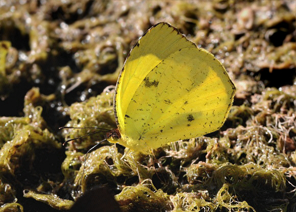 Andean Grass Yellow