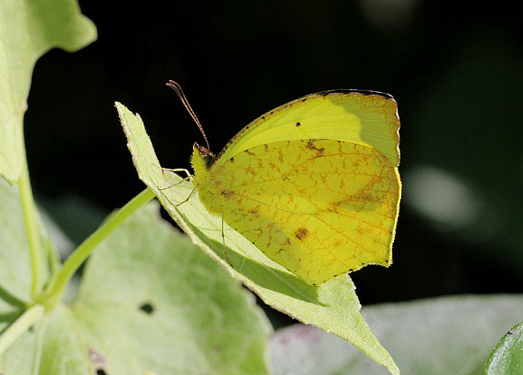 Xantochlora Grass Yellow