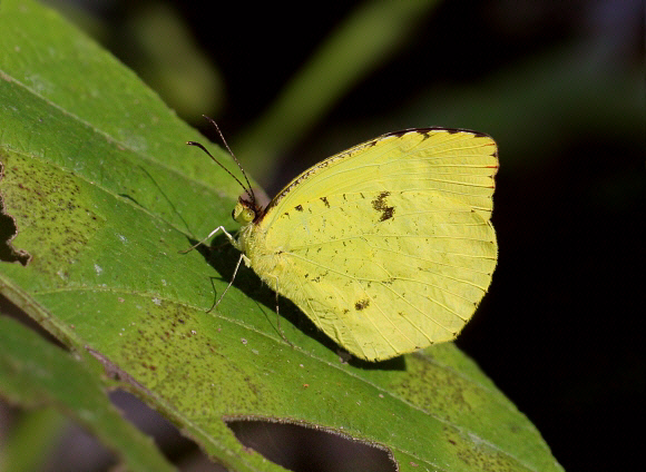 Eurema salome salome, male, Satipo, Peru by Adrian Hoskins