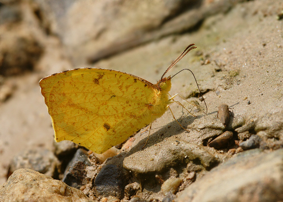 Eurema xantochlora, male, dry season form, Rio Madre de Dios, Peru – Adrian Hoskins