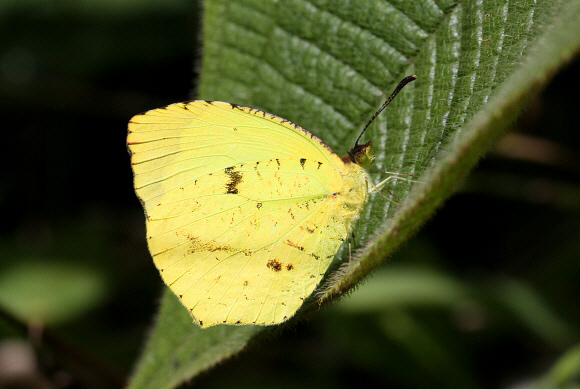 Eurema xantochlora, Otun-Quimbaya, Colombia – Adrian Hoskins