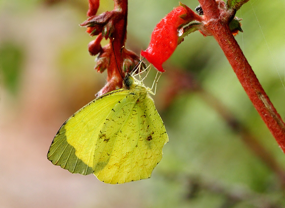 Eurema xantochlora, Tatama NP, Colombia – Adrian Hoskins