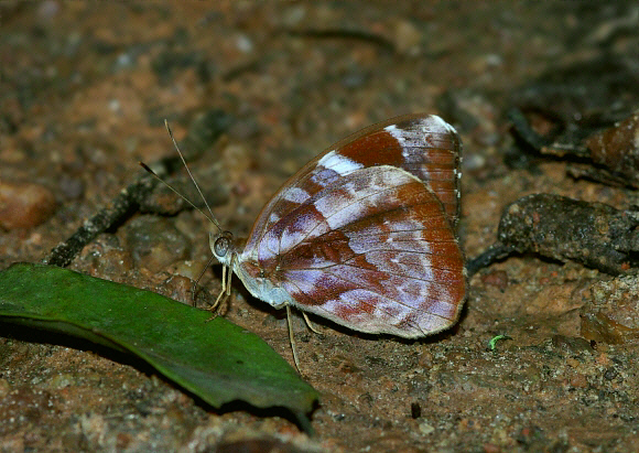 Common Brown Nymph