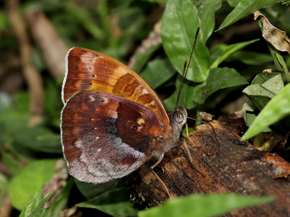 Euriphene aridatha, Boabeng-Fiema, Ghana – Adrian Hoskins