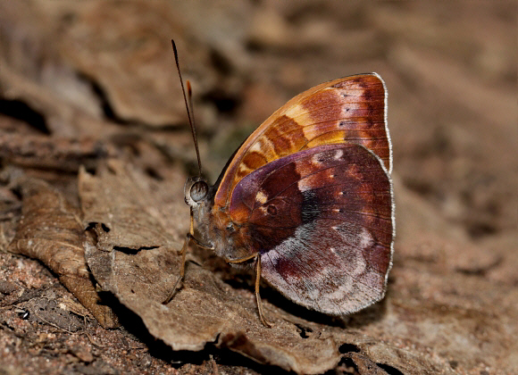 Dark Nymph