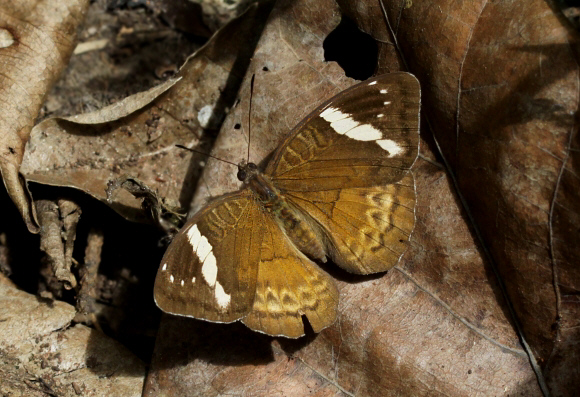 Euriphene aridatha female, Boabeng-Fiema, Ghana – Adrian Hoskins