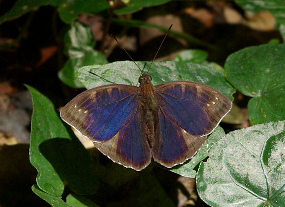 Euriphene aridatha male, Boabeng-Fiema, Ghana – Peter Bygate