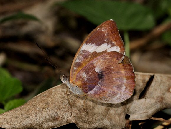 Euriphene barombina male, Boabeng-Fiema, Ghana – Adrian Hoskins