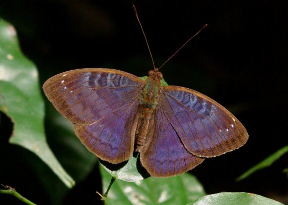 Common Nymph