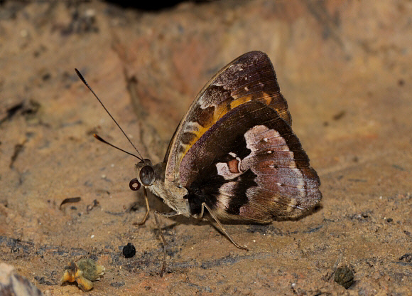 Gambiae Nymph