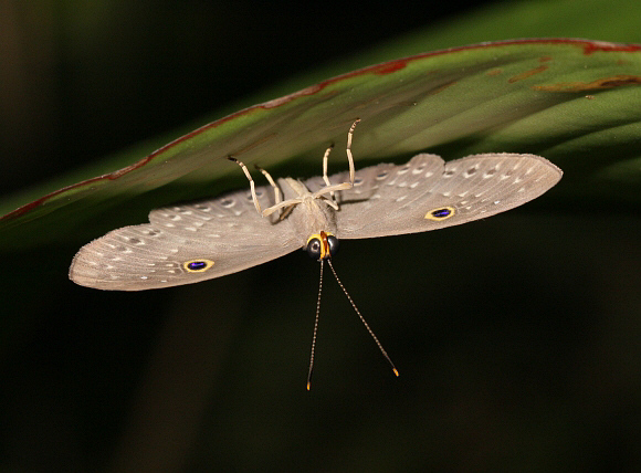 Eurybia%20caerulescens%201332 001a - Learn Butterflies