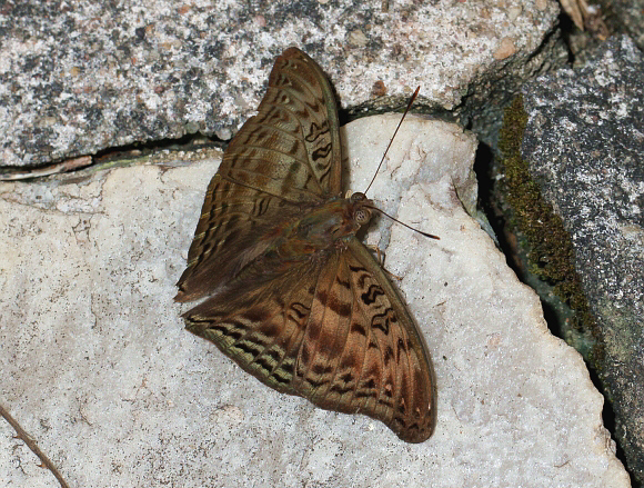 Euryphura chalcis, male, Bunso, Ghana – Adrian Hoskins