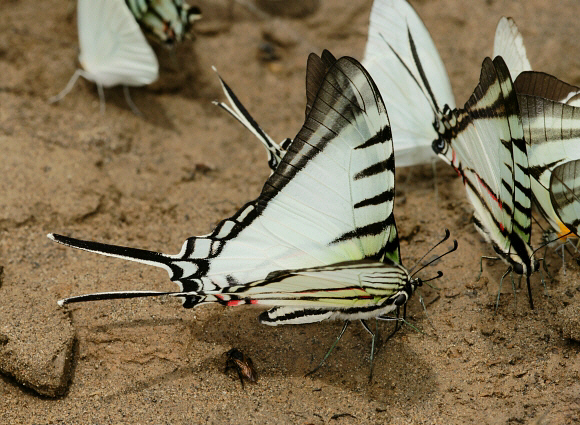 Neographium agesilaus, Madre de Dios, Peru - Adrian Hoskins