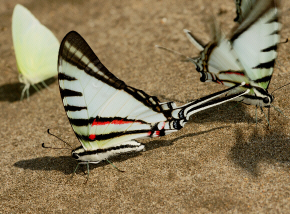 Neographium agesilaus, Madre de Dios, Peru - Adrian Hoskins