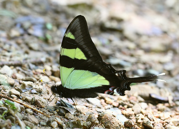 Eurytides columbus, Tatama NP, Colombia - Adrian Hoskins