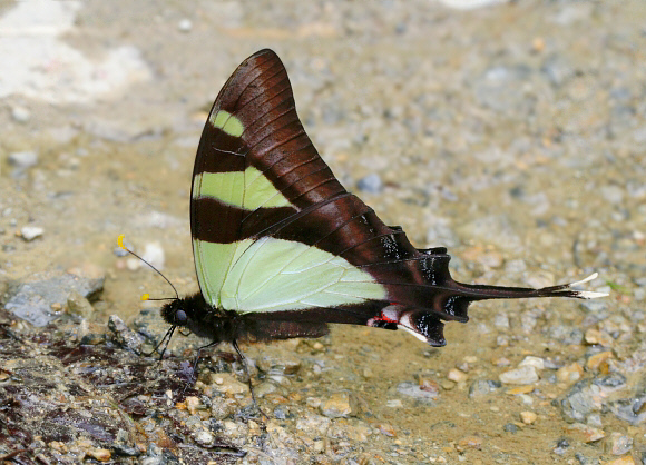 Colombus Swordtail