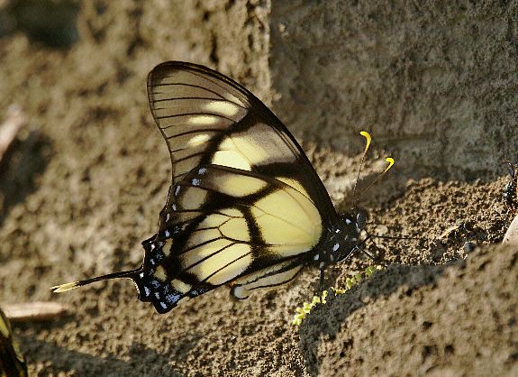 Dolicaon Swordtail