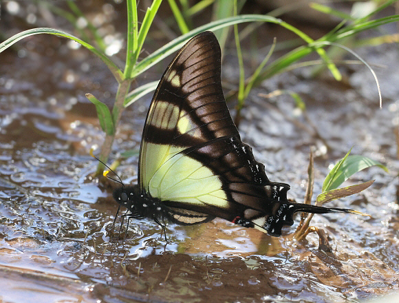 Serville Swordtail