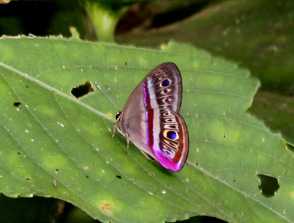 Lilac-banded Euselasia