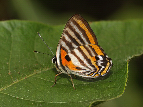 Tiger-striped Euselasia