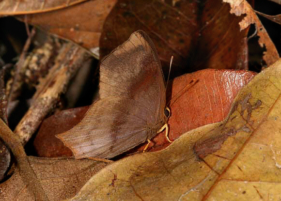 Sharp-angled Euselasia