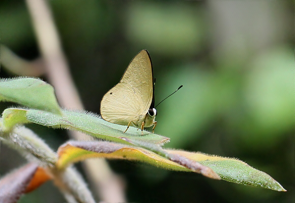 Black-topped Euselasia