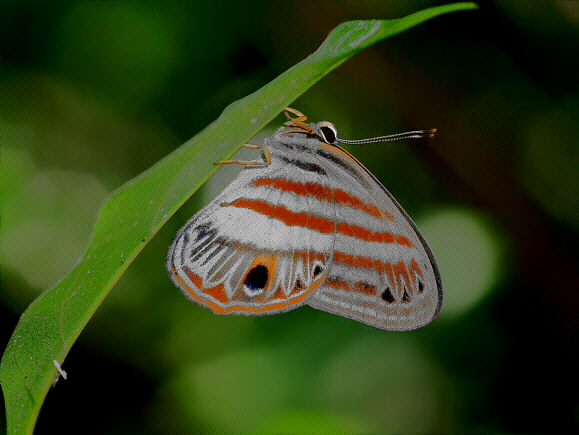 Banded Euselasia