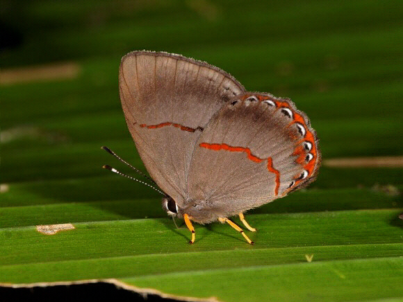 Red-edged Euselasia