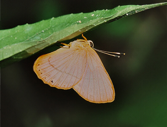 Rosy Euselasia