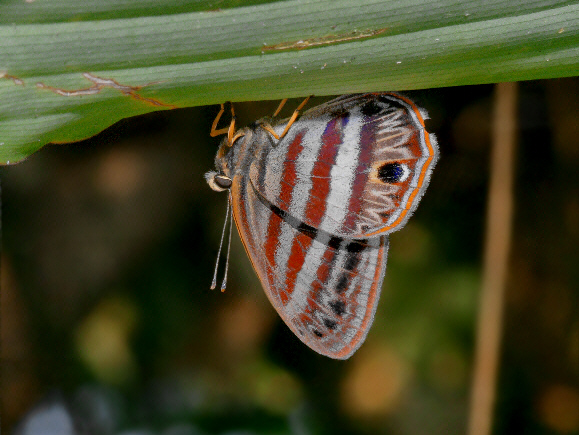 Parallel-banded Euselasia