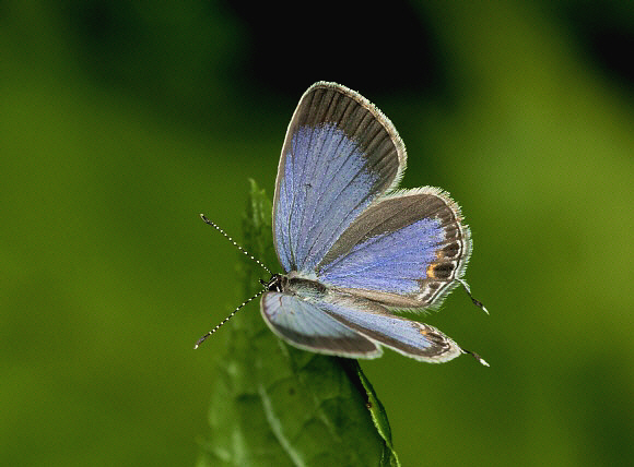 Oriental Short-tailed Blue